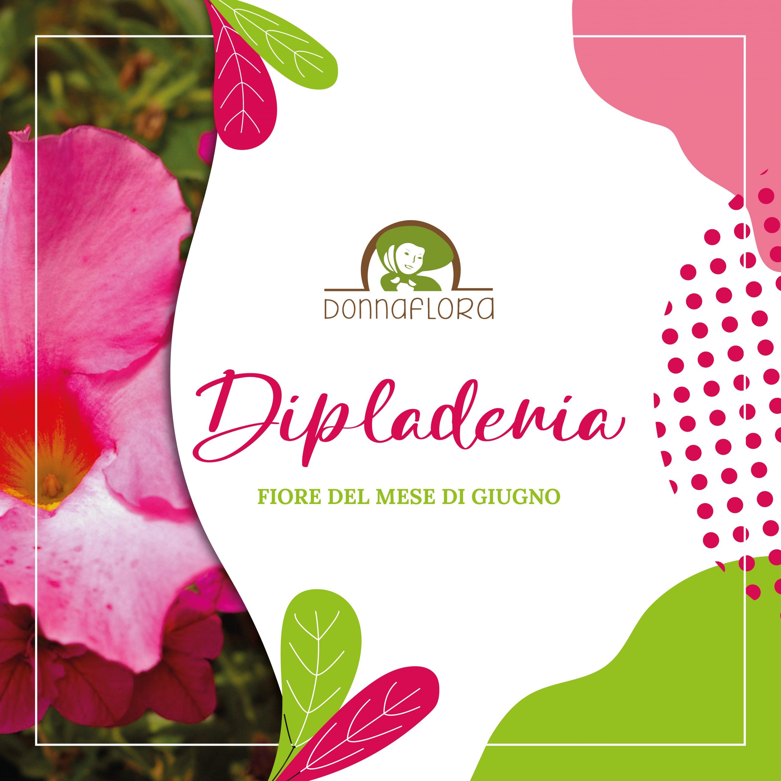 dipladenia-pianta-giugno-mobile
