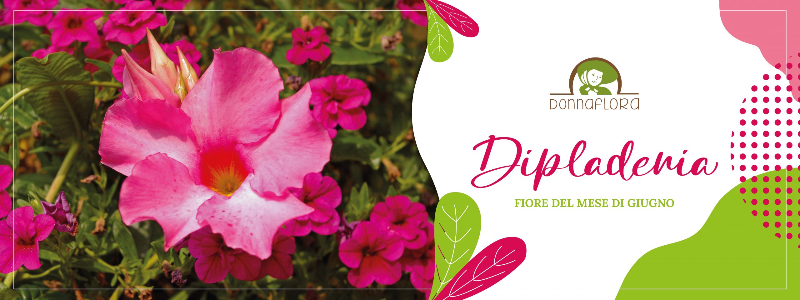 Dipladenia-pianta-giugno