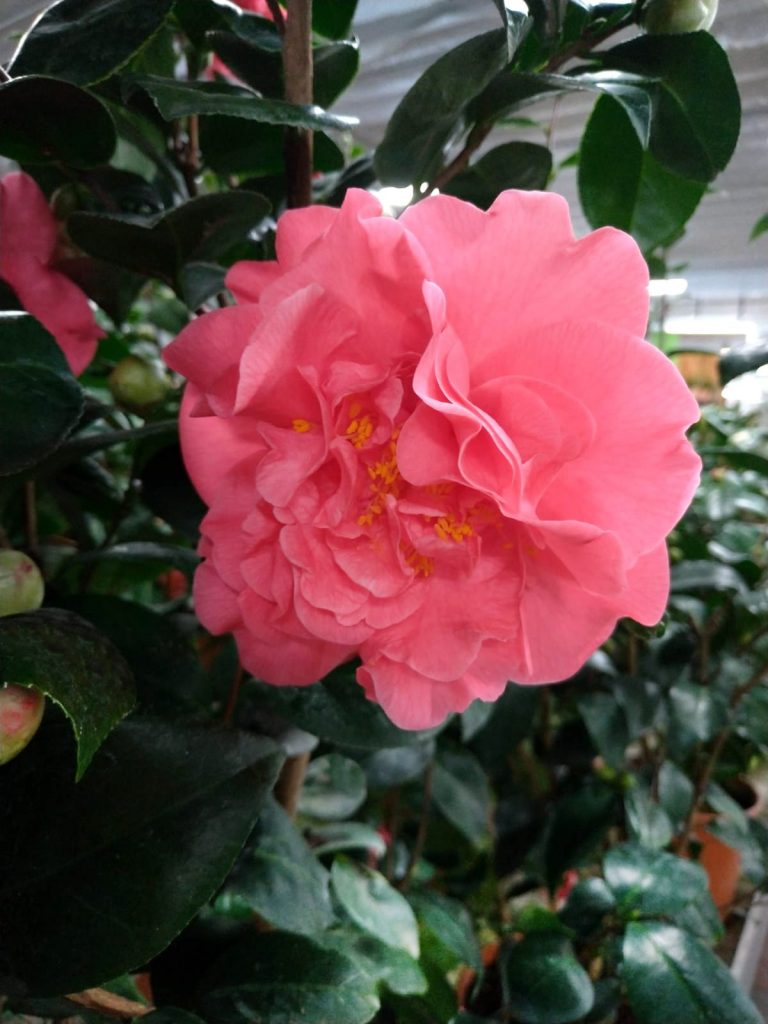 camelia