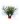 Spiraea
