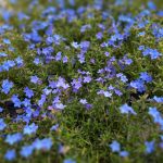 Lithodora