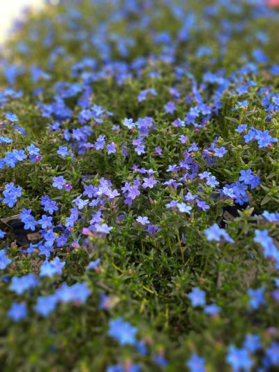 Lithodora