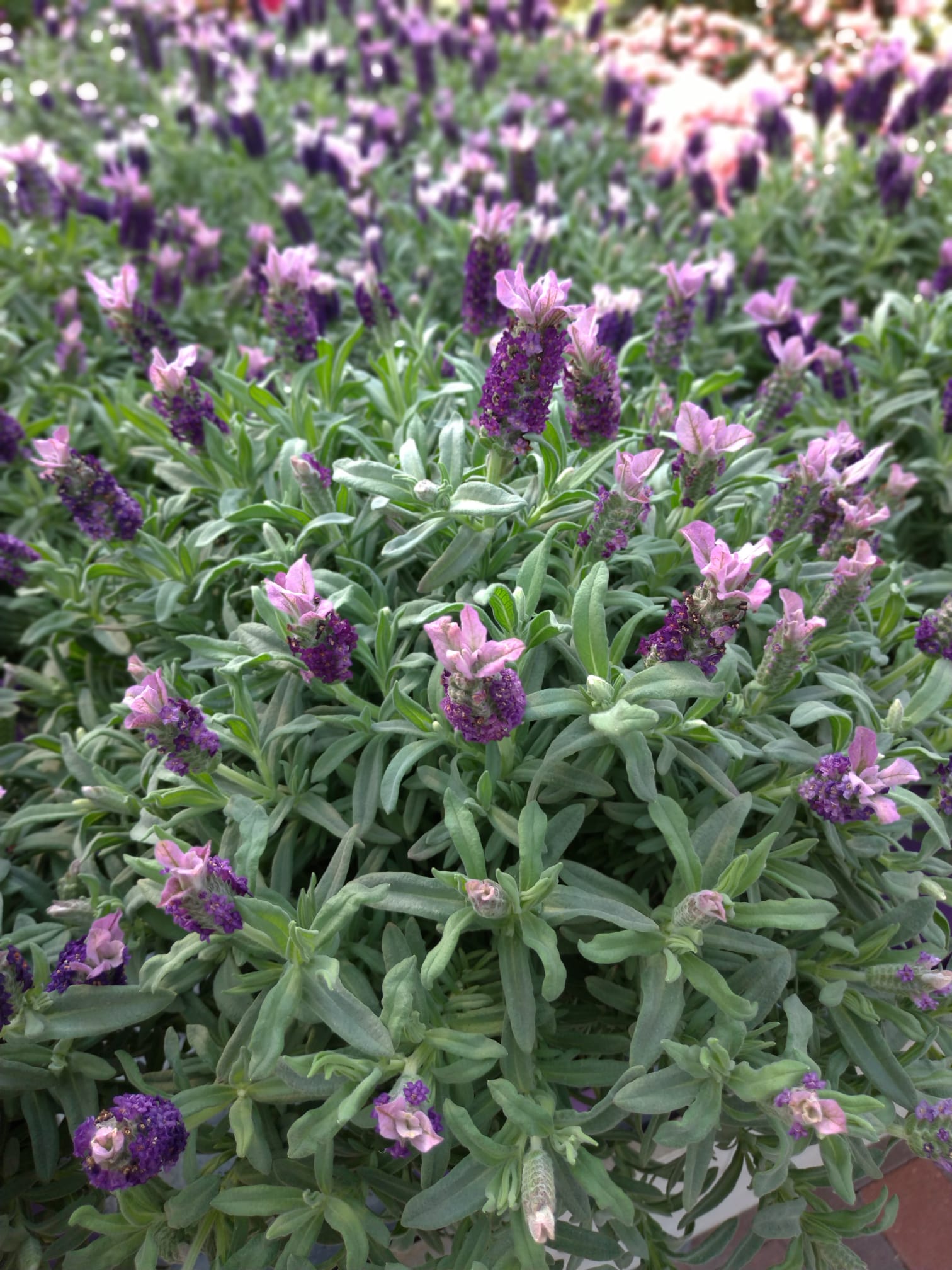 La Lavanda Acquistala Da Donnaflora Garden Center