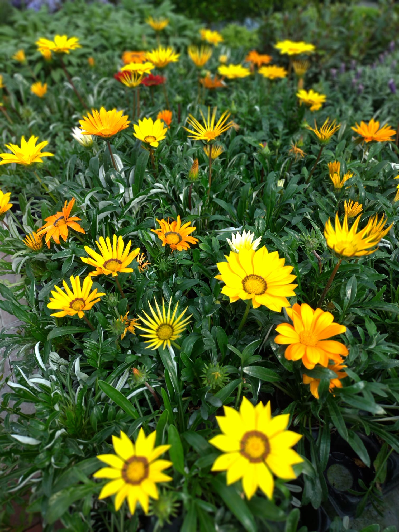 la gazania gazania plantation jardinières rustica QFB66