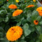 Calendula