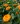 Calendula