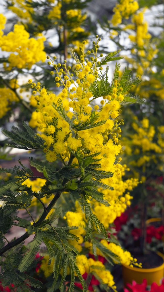 Festa della donna