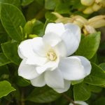 Gardenia