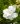 Gardenia