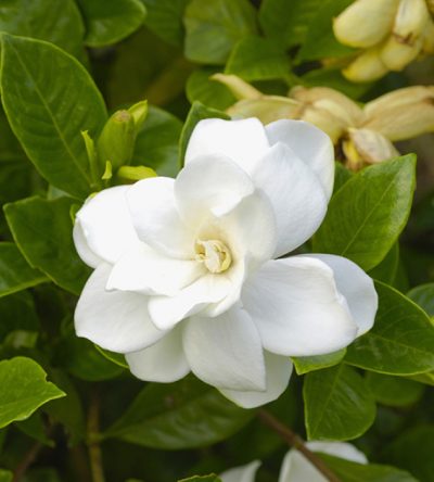 Gardenia