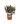 Photinia-Fraseri-Compatta-Little-Red-Robin-V19