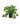 Pothos