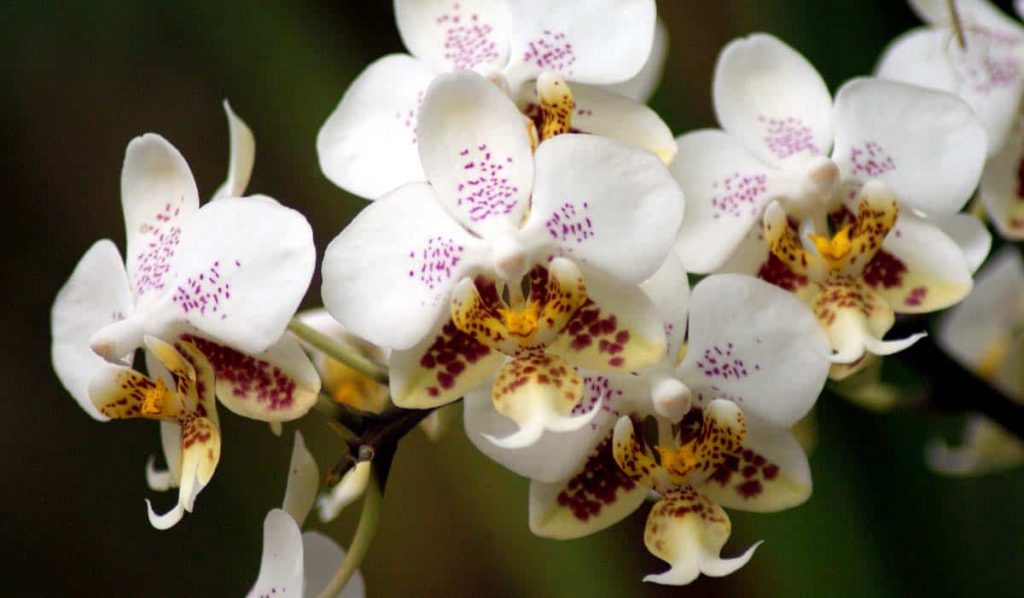 Orchidea Phalaenopsis