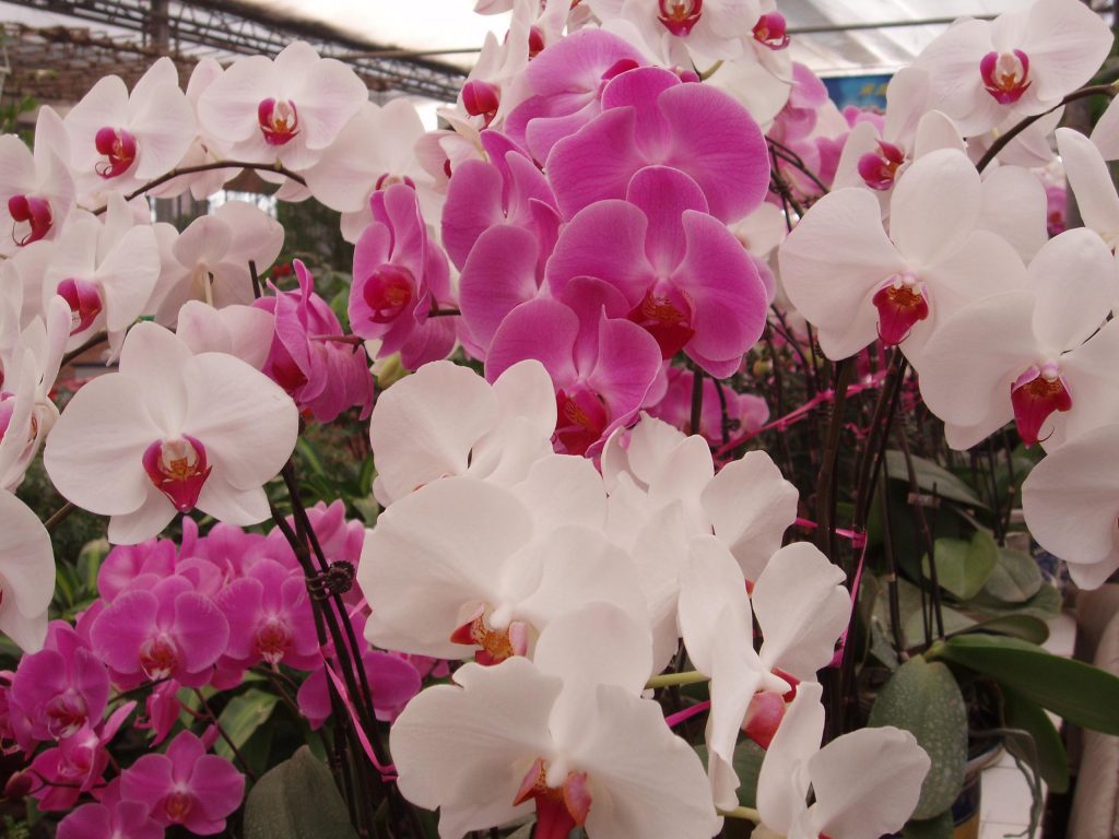 Orchidea Phalaenopsis