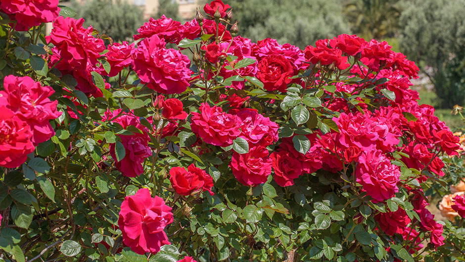 Rose rampicanti Meilland le varietà più belle