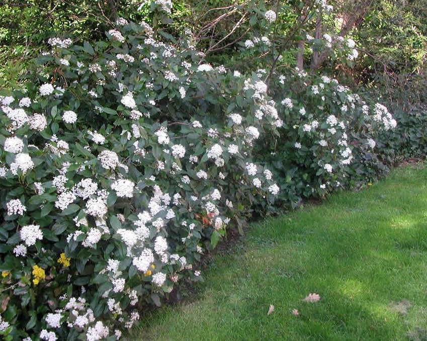 viburnum tinus