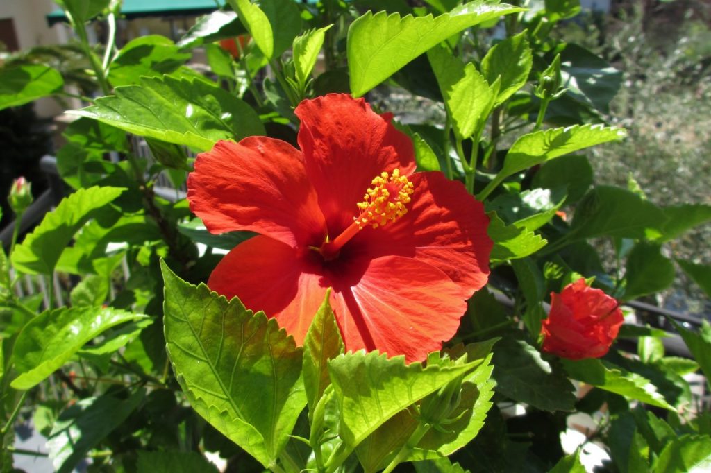 Hibiscus