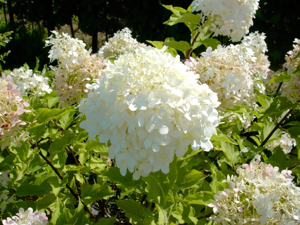 Hydrangea paniculata Phantom