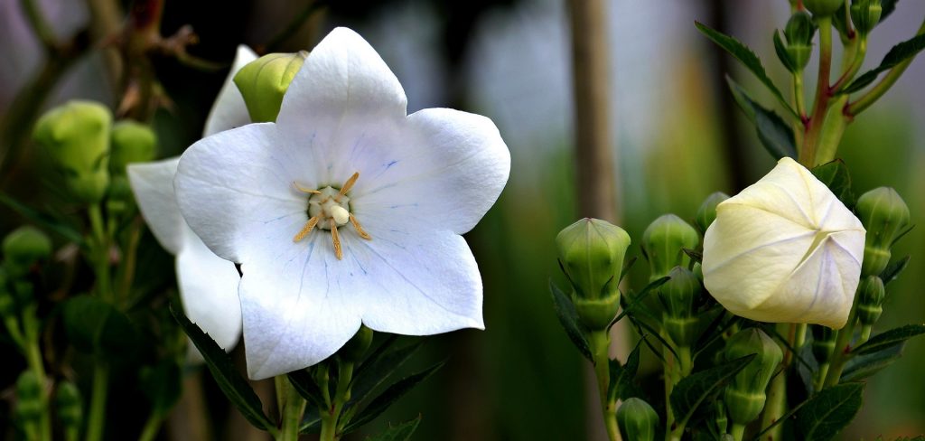 Platycodon_balloon_flower