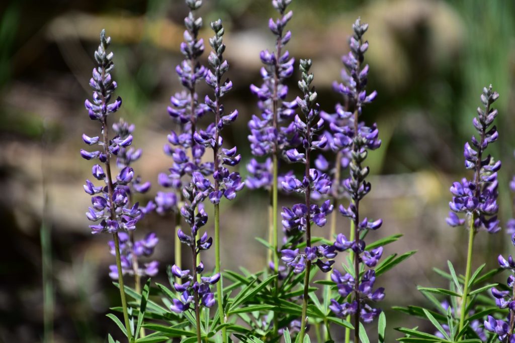 lavanda