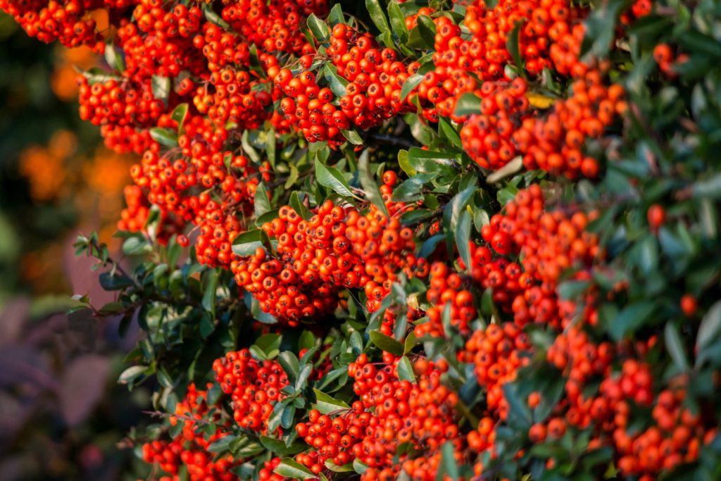 PYRACANTHA