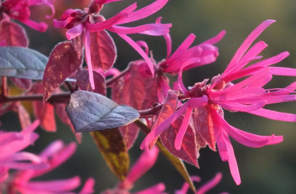 loropetalum