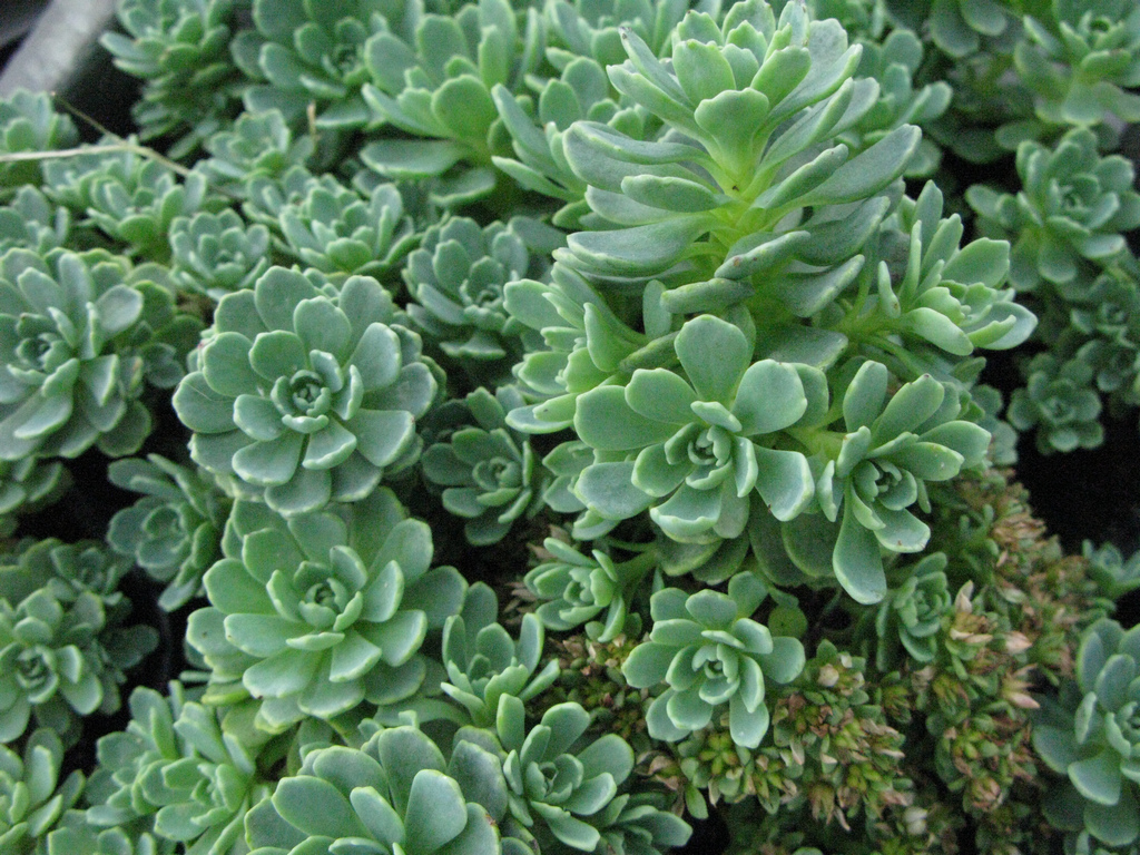 sedum