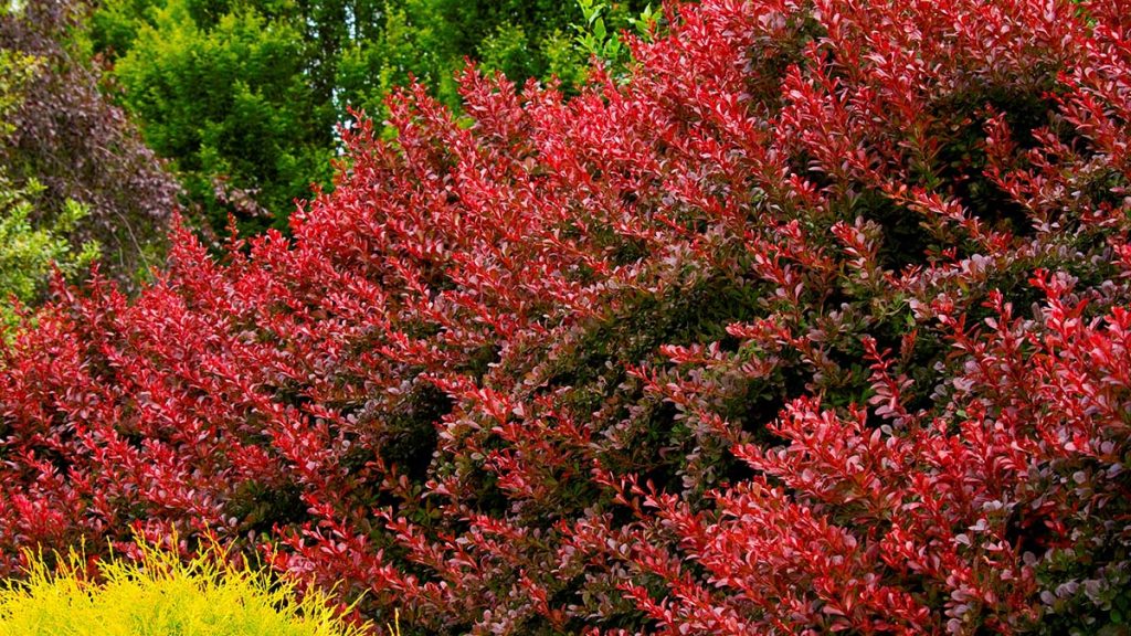 Berberis thunbergii Red rocket