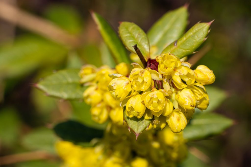 berberis-julianae