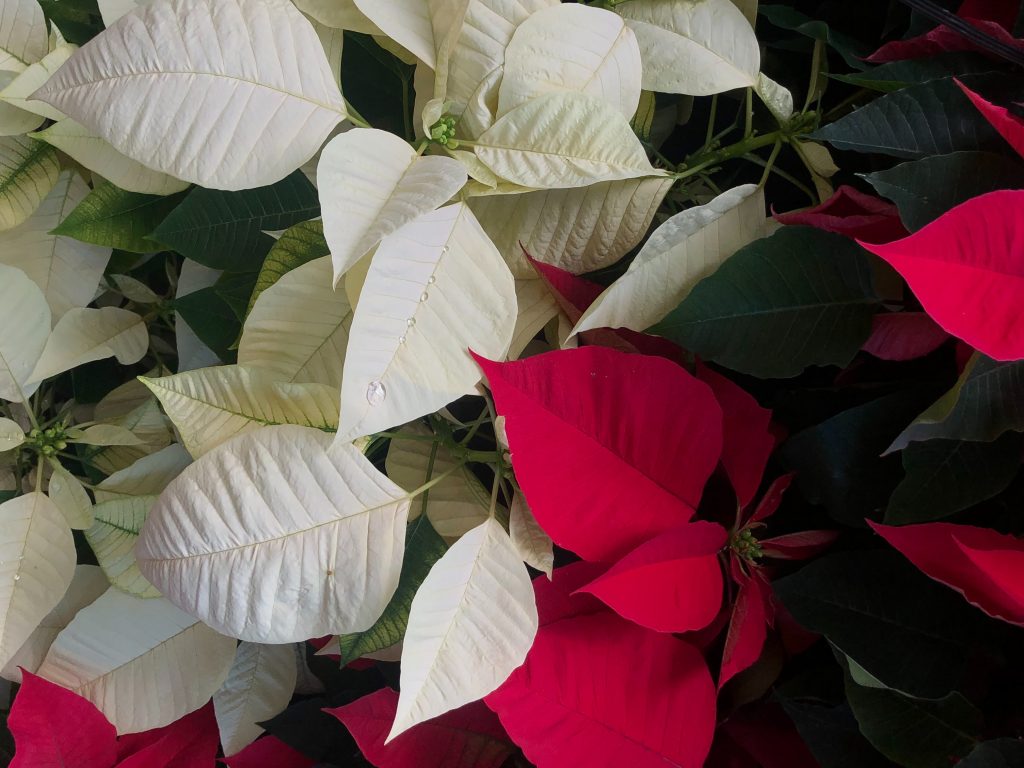 stella_di_natale_bianca