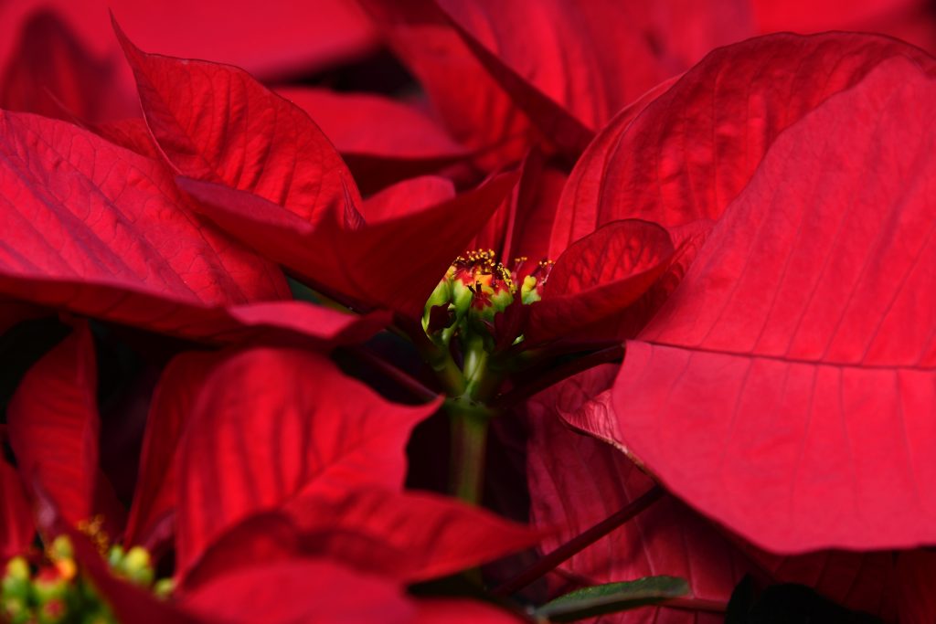 stella_di_natale_fiore