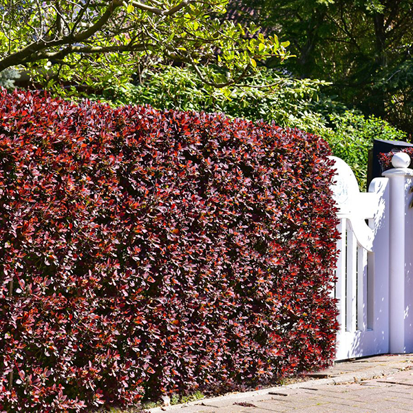 Berberis Media Red Jewel