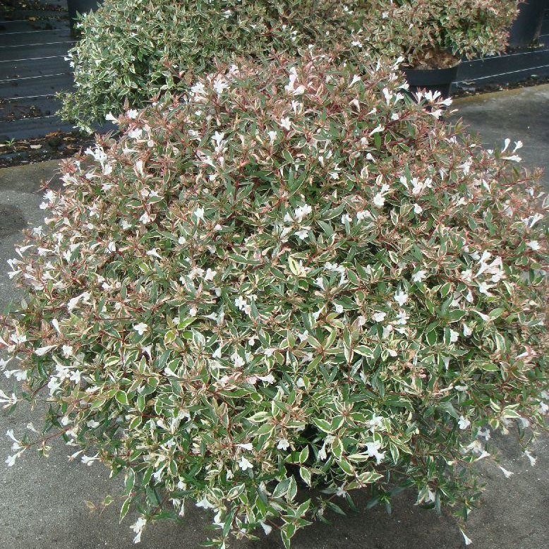 Abelia Grandiflora Confetti