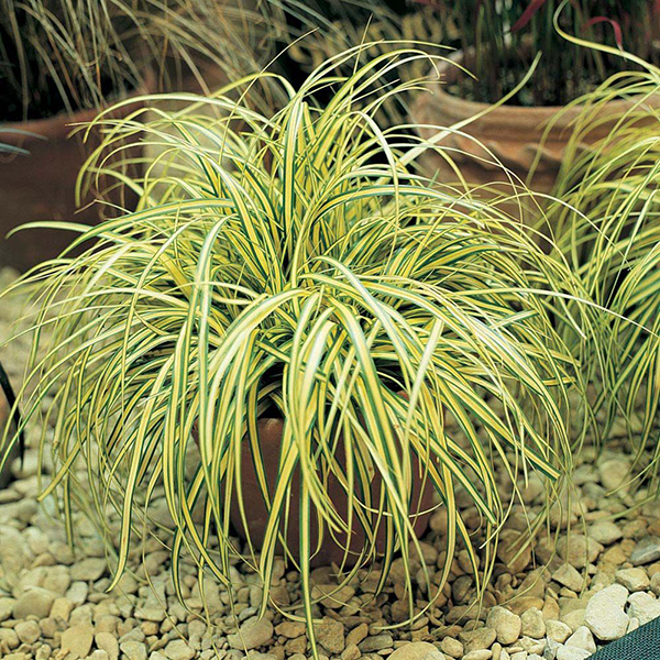 Carex Oschimemsis Evergold