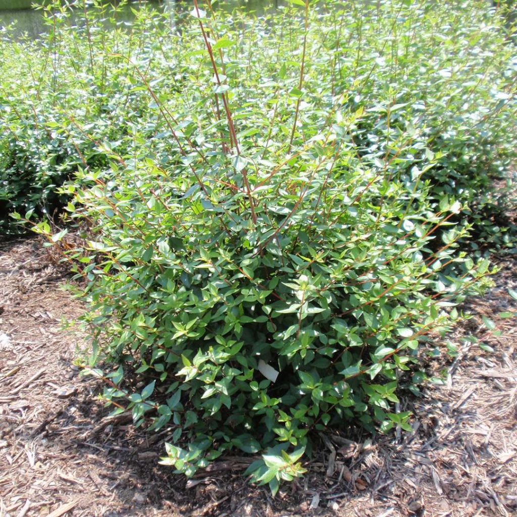 Abelia Grandiflora Little Richard