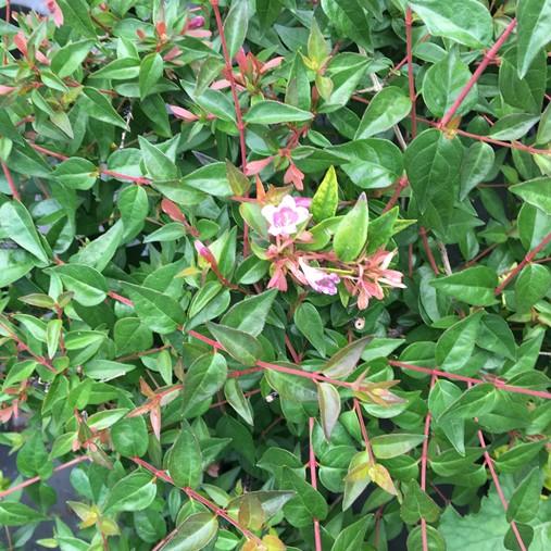 Abelia Grandiflora Edward Goucher