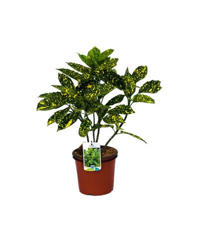 Aucuba Japonica Crotonifolia