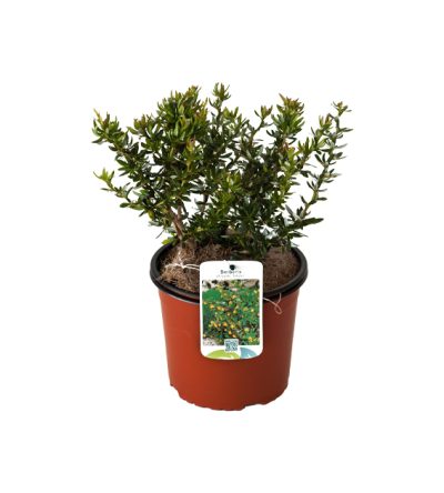 Berberis Frikartii Telstar