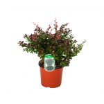 Berberis Media Red Jewel