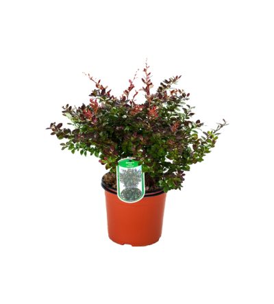 Berberis Media Red Jewel