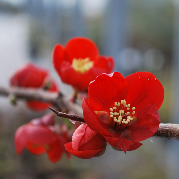 Chaenomeles Superba Crimson And Gold