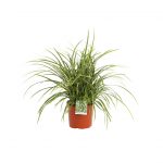 Carex Morrowii Ice Dance