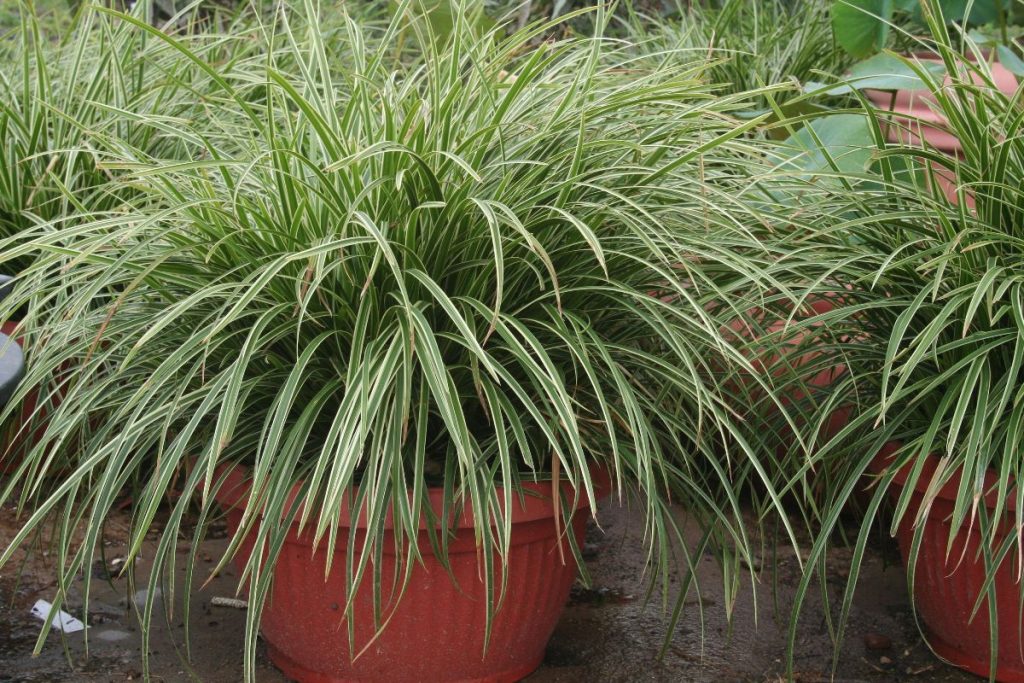 Carex Morrowii Ice Dance