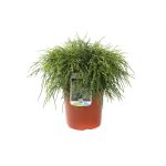 Chamaecyparis Pisifera Filifera Sungold