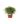 Chamaecyparis Pisifera Filifera Sungold