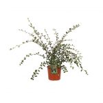 Cotoneaster Franchetii