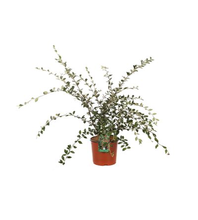 Cotoneaster Franchetii