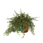 Cotoneaster Microphyllum Streibs Findling