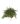 Cotoneaster Microphyllum Streibs Findling