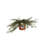 Cotoneaster Salicifolius Repens Gnom